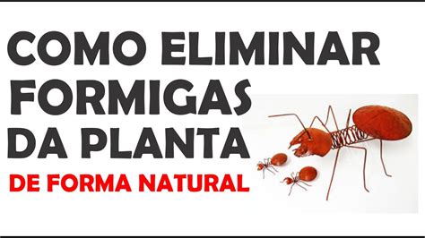 Como Afastar FORMIGAS Das Plantas Hortas E Pomares YouTube