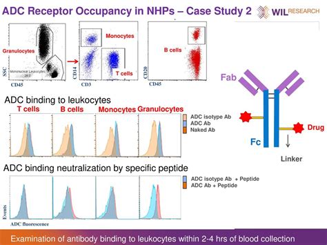 Vanessa L Peachee Ms Phd Director Immunotoxicology March Ppt