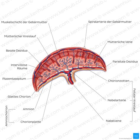 Plazenta Anatomie Entwicklung Und Funktion Kenhub