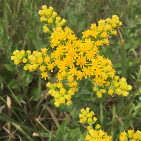 Goldenrod Stiff Solidago Rigida Designs By Nature UP