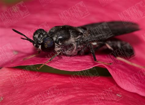 Black Soldier Fly Farming Meyer Hatchery Blog