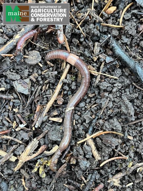 Jumping Worms The Latest Garden And Forest Pest