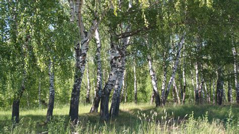 Fast Growing Trees To Create Shade In A Hot Sunny Backyard