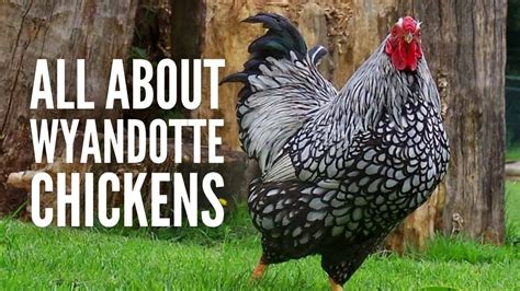 Wyandotte Chickens Breed Profile Facts And Care Youtube Wyandotte