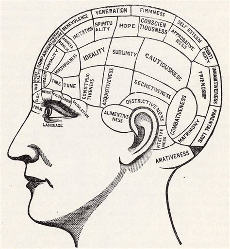 Phrenology Art Print By English School