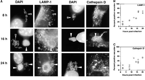 Figure From Legionella Pneumophila Replication Vacuoles Mature Into