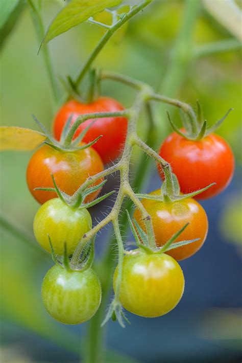 Tomatenrispe Gem Se Lebensmittel Kostenloses Foto Auf Pixabay Pixabay