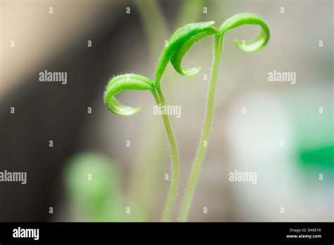 Tomato Seedlings Growing From Seed Stock Photo Alamy