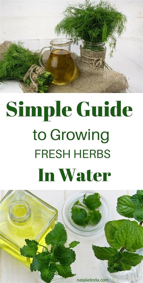 How To Grow Herbs In Water All Year Long Natalie Linda In 2023