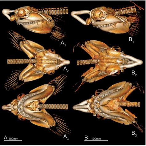 (PDF) The taxonomic value of rostral nodes of extinct sharks, with comments on previous records ...