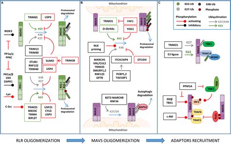 Regulation Of Rlr Mavs Signaling By Protein Protein Interaction A