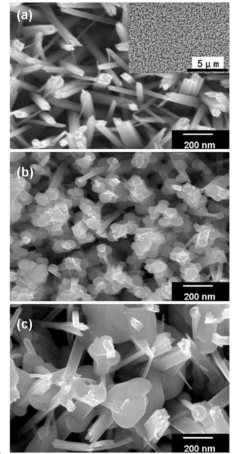 Typical Top View SEM Images Of TiO 2 Nanorod Arrays And Sb 2 S 3 TiO 2