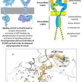 Egfr Dimerization A Structural Features Of The Dimeric Form Of Egfr