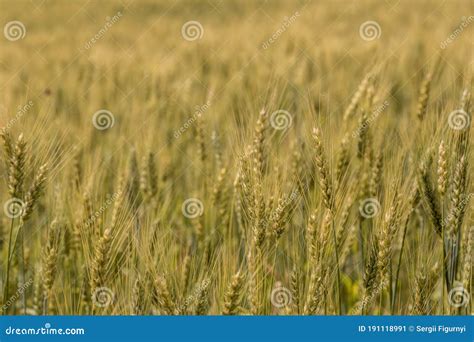 A Wheat Field Fresh Crop Of Wheat Stock Image Image Of Nature