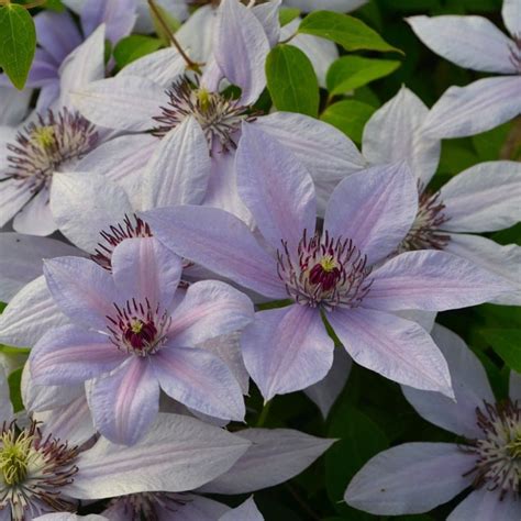 Buy Clematis Group 3 Clematis Bernadine Evipo 061 Pbr