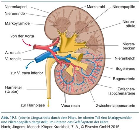 T Bornok Folt Sokszav Poszt Ta Niere Anatomie B Szke Ntv Ny Nagyv Rosi