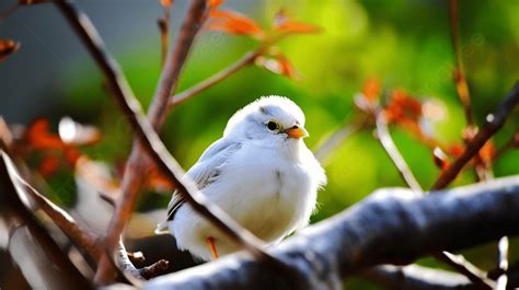 Background Burung Putih Duduk Di Dahan Burung Putih Kecil Yang Lucu