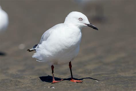 Black-billed Gull Endemic to New Zealand 25922048 Stock Photo at Vecteezy