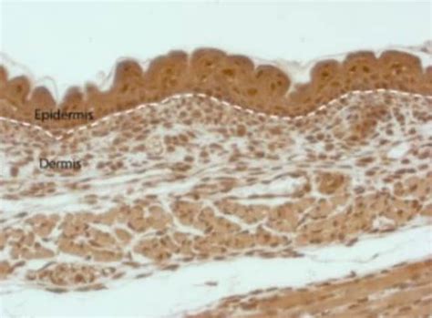 Caspase Antibody Novus Biologicals Ml Unlabeled Fisher