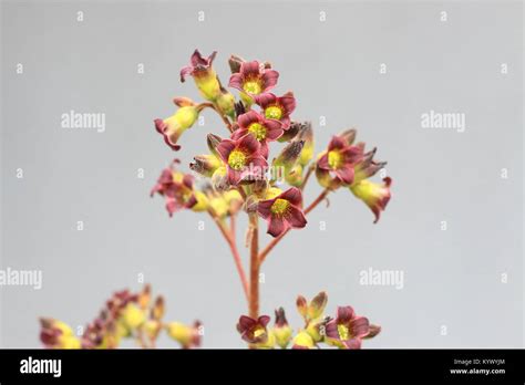 Kalanchoe Tomentosa Or Known As Chocolate Pussy S Ears Flowers In Full Bloom Stock Photo Alamy