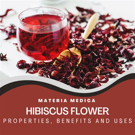 Hibiscus Flower Properties Benefits And Uses Lam Apothecary