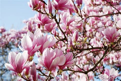 Poster Rosa Natur nach Maß myredro de