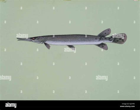 Shortnose Gar Fish Lepisosteus Platostomus Stock Photo Alamy