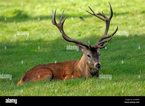 Red Deer Cervus Elaphus Stock Photo Alamy