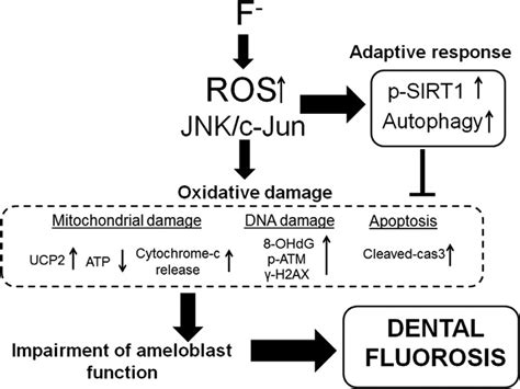 Fluoride Induces Oxidative Damage And Sirt Autophagy Through Ros