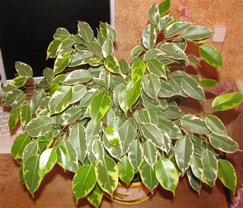 The Ultimate Ficus Benjamina Care Guide 101 Tips