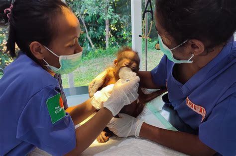 Meet the Babies - The Orangutan Project