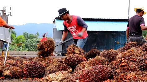 Awesome Palm Oil Fruit Harvesting Machine Palm Oil Processing Palm