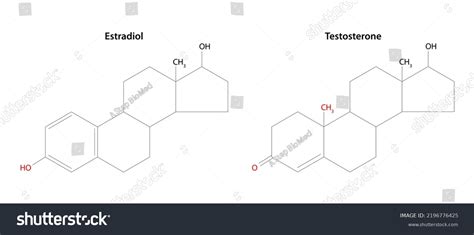 Estradiol Testosteron Structural Formulas Testosterone Main Stock