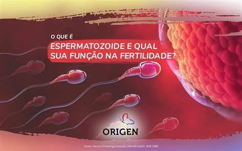 O Que Espermatozoide E Qual Sua Fun O Na Fertilidade Cl Nica