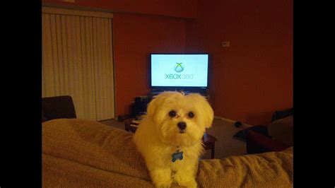 Puppy Barks At Xbox Live Avatars Youtube