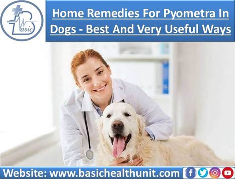 A Way To Treat Pyometra Dogs