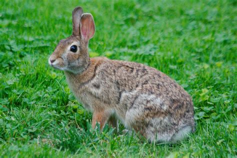 Eastern Cottontail Sylvilagus Floridanus Henry Hartley