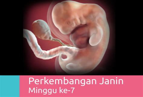 Perkembangan Kehamilan 7 Minggu – Mamapapa.id