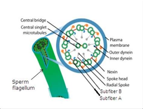 Structure of the flagellum showing arrangement of microtubules Source ...