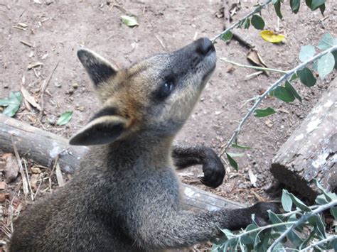 Wallaby Feeding Free Stock Photo - Public Domain Pictures