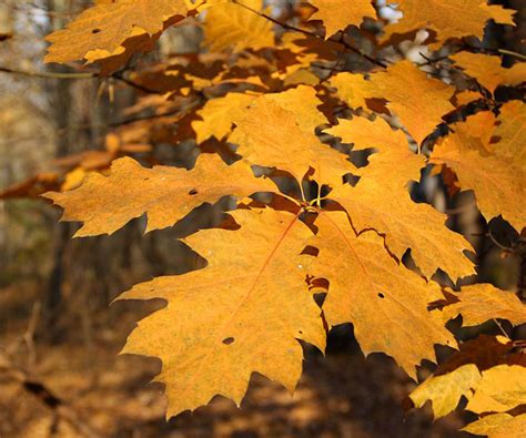 quercus rubra euforgen european forest genetic resources programme