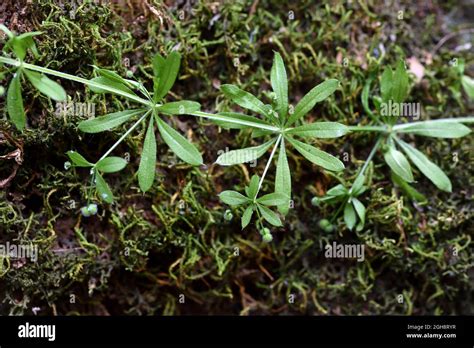 Stickyweed Galium Aparine Hi Res Stock Photography And Images Alamy
