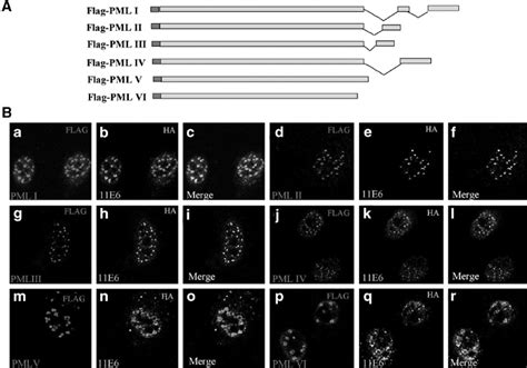 Panel A Shows A Schematic Representation Of The Different Pml