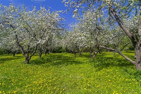 Old Apple Orchard During Flowering Stock Photo Containing Apple Tree