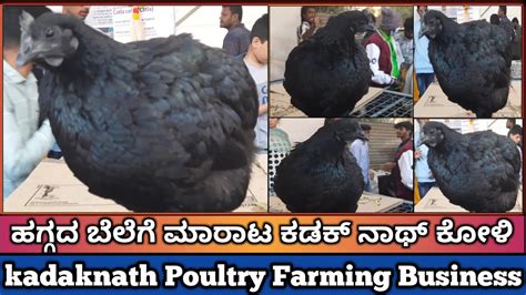 Profitable Kadaknath Poultry Farming In Karnataka How To Start