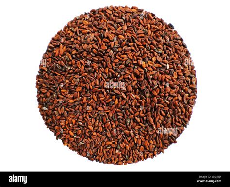 Cress Seeds Stock Photo 106705999 Alamy