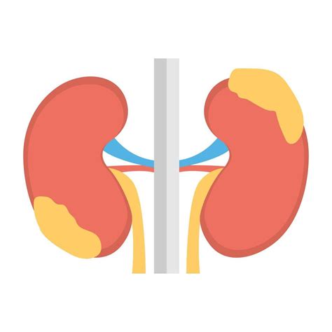 Trendy Kidney Disease 14941896 Vector Art At Vecteezy