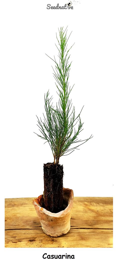 Casuarina Equisetifolia Bonsai