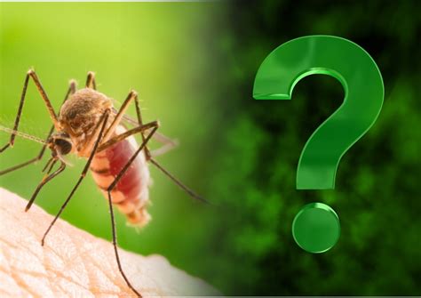 Комары кусают не всех? Названы люди, которые становятся жертвами насекомых