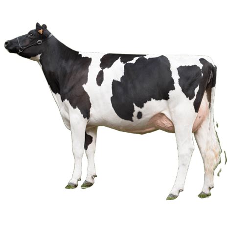 Cow Png Image Purepng Free Transparent Cc0 Png Image Library